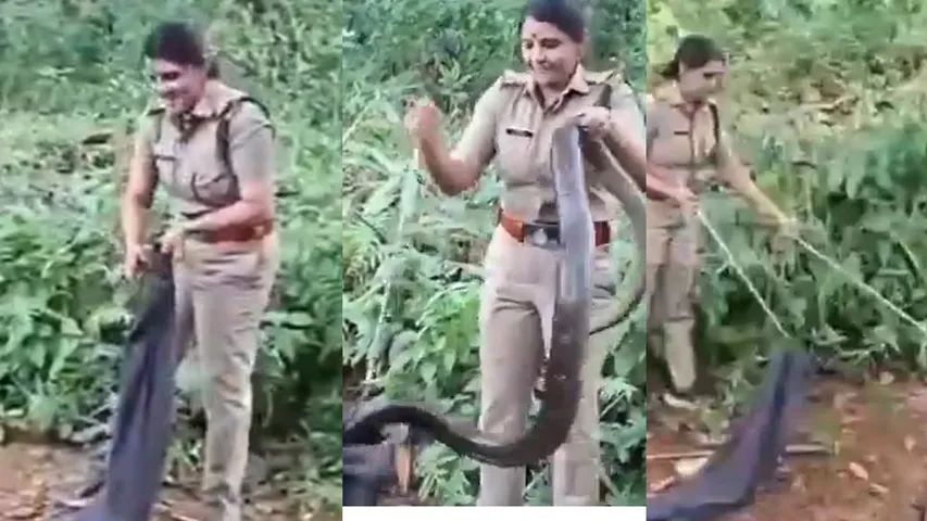 King Cobra