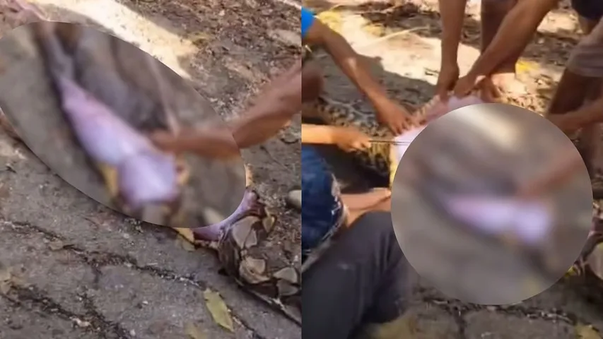 Missing Indonesian Farmer Found Dead Inside Stomach Of Giant 26 Foot Python