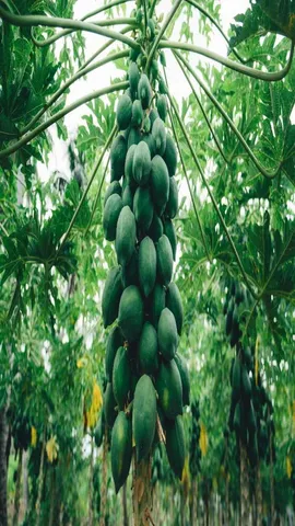 Papaya Tree
