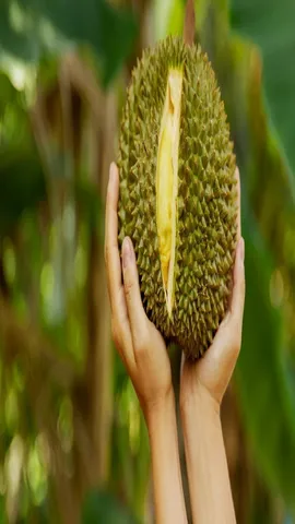 Jackfruit