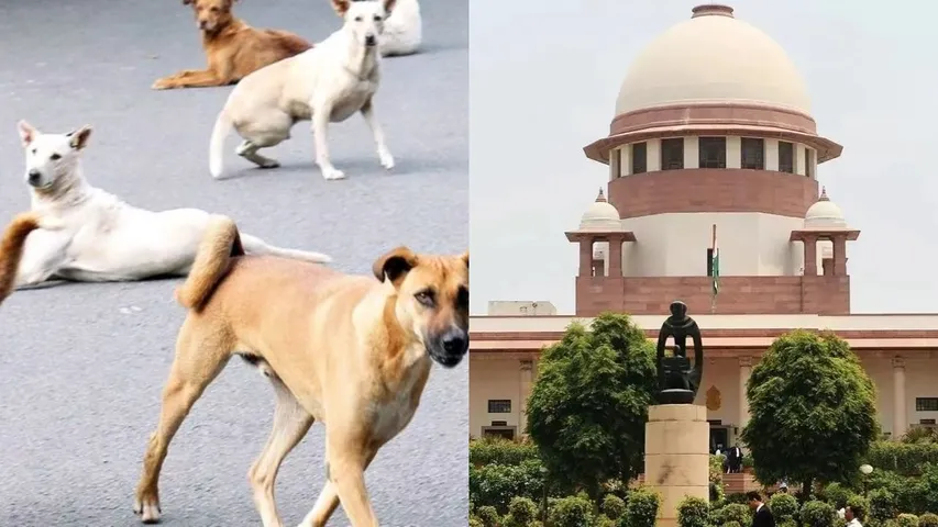 Supreme Court takes suo motu cognisance of stray dog menace after child’s death in Delhi