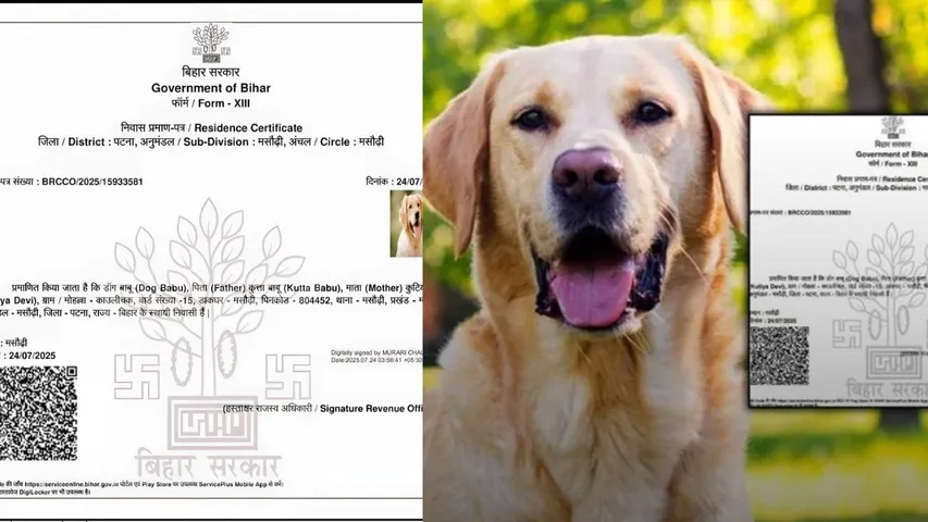 Residency certificate for dog
