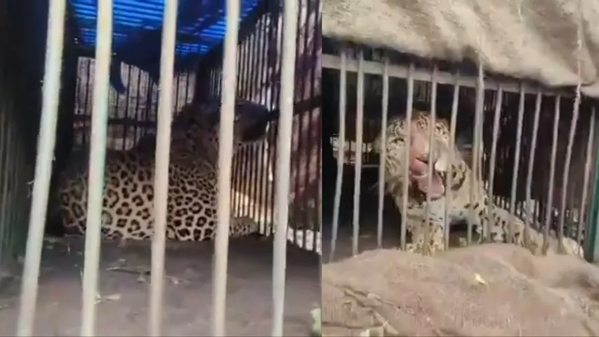 leopad