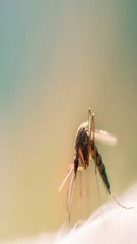Mosquitoes