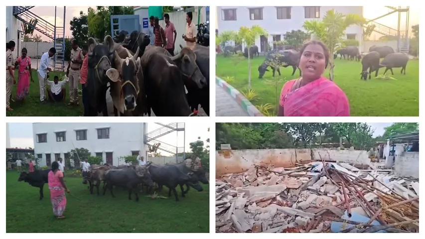 Couple Protest with Buffaloes at Bhupalapally MLA Office