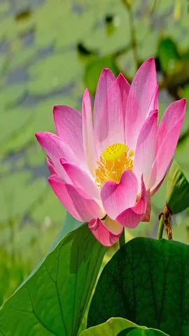 lotus flowe