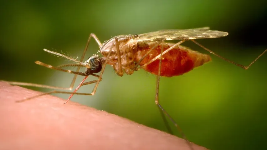 chikungunya virus