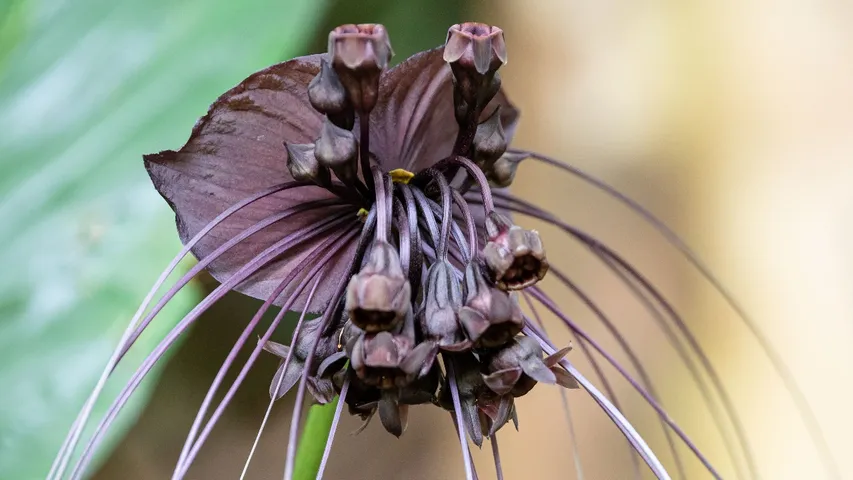 Black Bat Flower