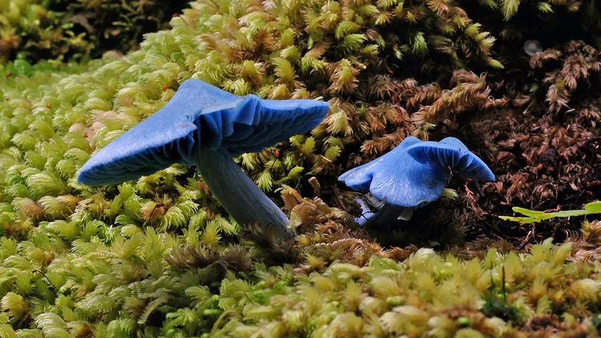 Blue Pinkgill Mushroom