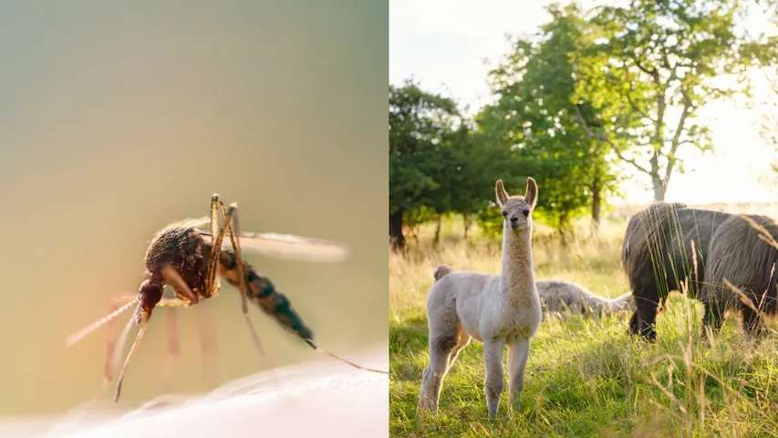 Mosquitoes bite animals