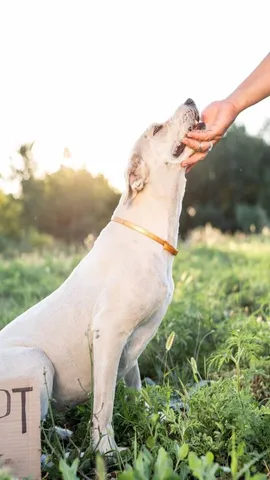 Dog Bite