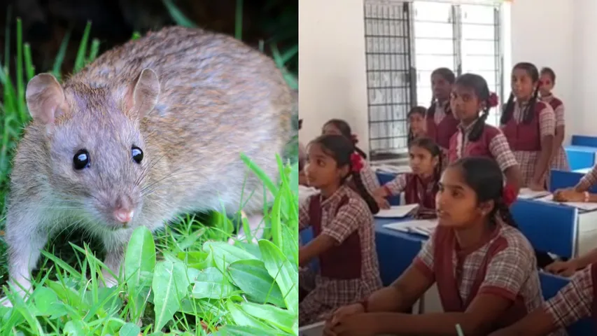 Rats bite nine students