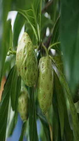 Hanuman Phal