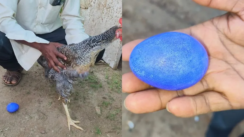 Out Of The Blue, Davanagere Hen Changes Colour Of Its Egg, Draws Crowds To The Village