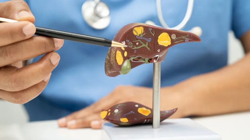 Liver
