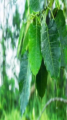 Peepal leaves