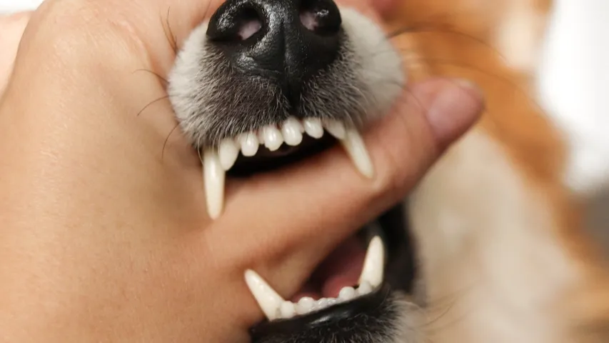 Dog Bite