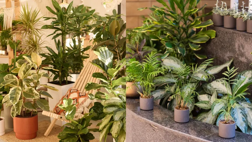 Home Plants and Asthma