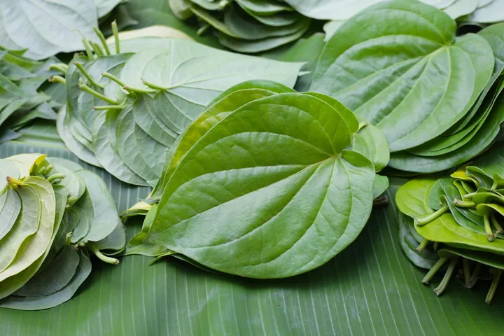 Betel Leaf health benefits