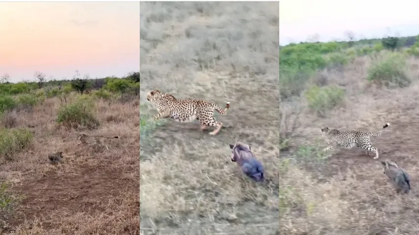 pig vs Cheetah