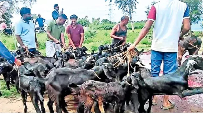 151 goats sacrificed for the sake of the sacrifice