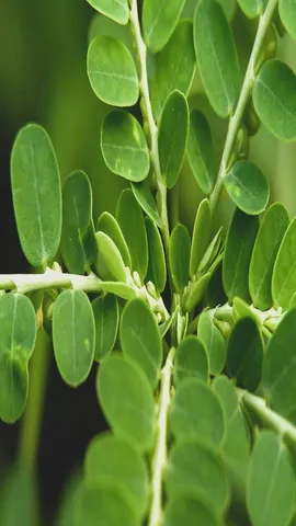 Moringa