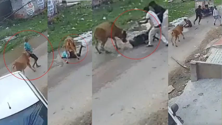 Cow Attack Video