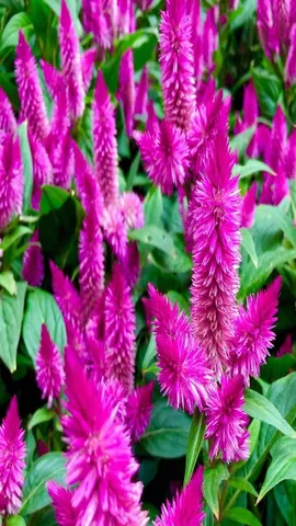 Celosia flowers