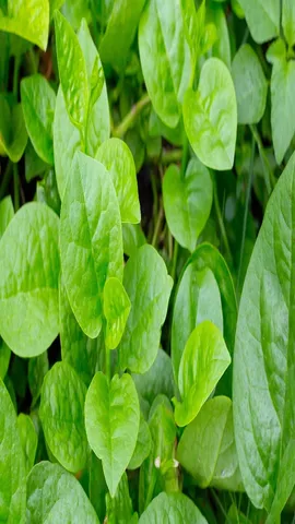 Malabar spinach