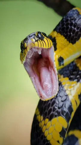 snake remove venom