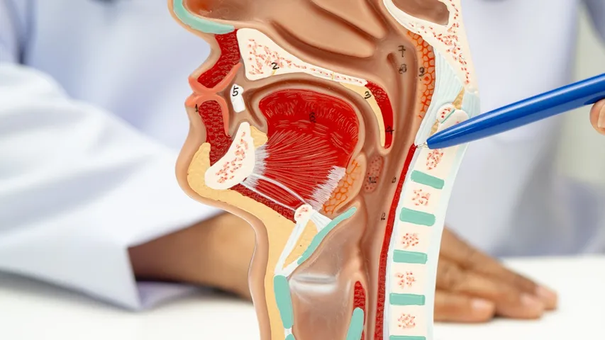 Larynx