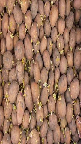 Sprouted potato