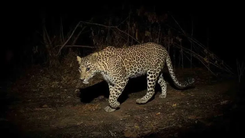 A leopard attacked a farmer