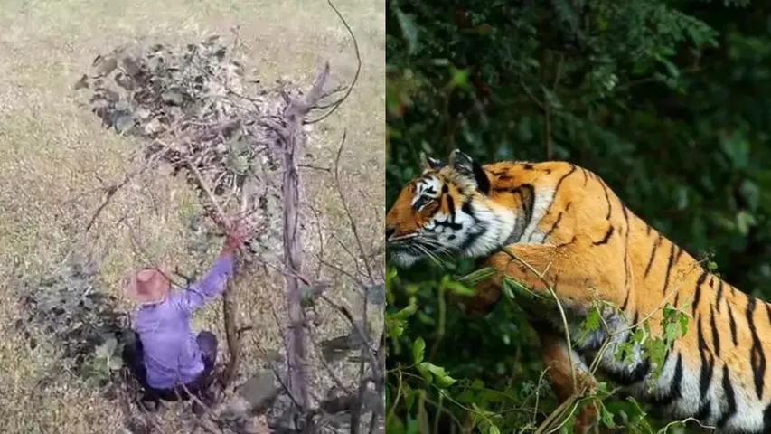 Tiger chased the farmers in Karnataka