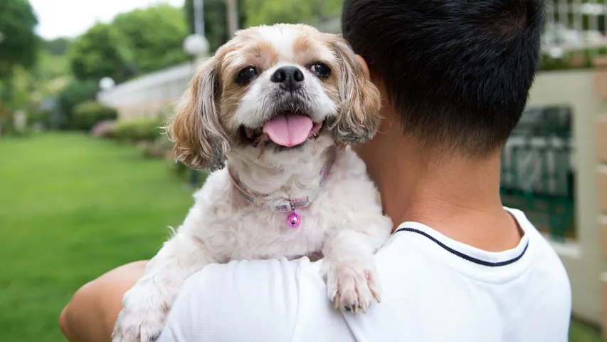 home dog