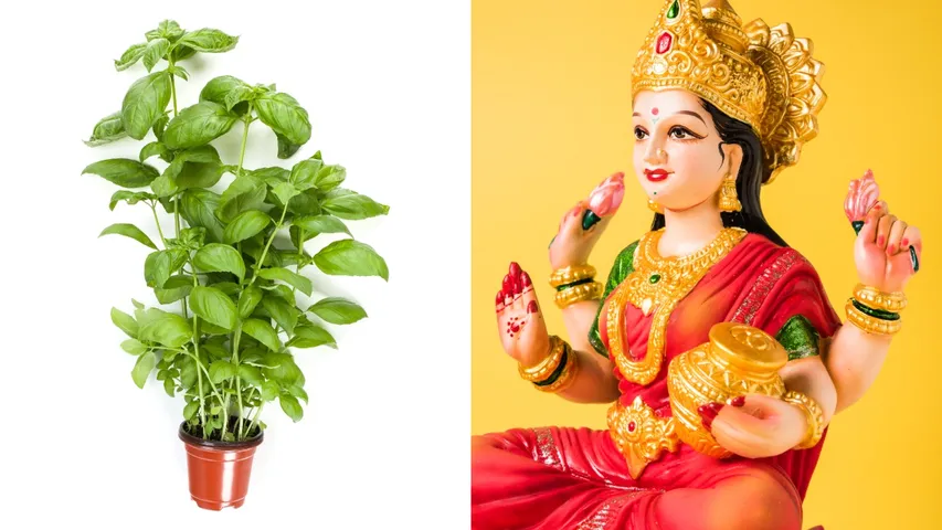 Goddess Lakshmi  and Basil Plant
