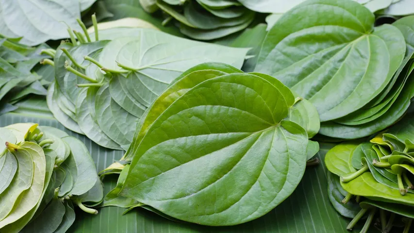 Betel Leaf