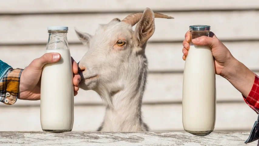 Goat Milk