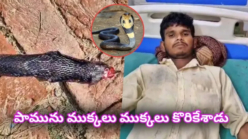 Hardoi Man Bites Cobra