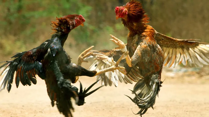 History of cock fighting durning Sankranthi Festival