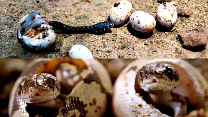 Snake Eggs