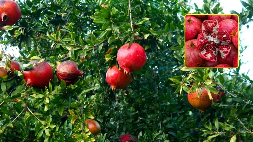 AP Pomegranate Farmers