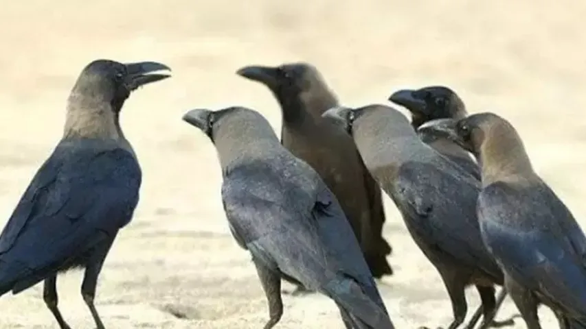 Bird flu scare in Tamil Nadu as over 1500 crows found dead in Chennai