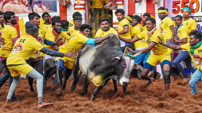 Jallikattu