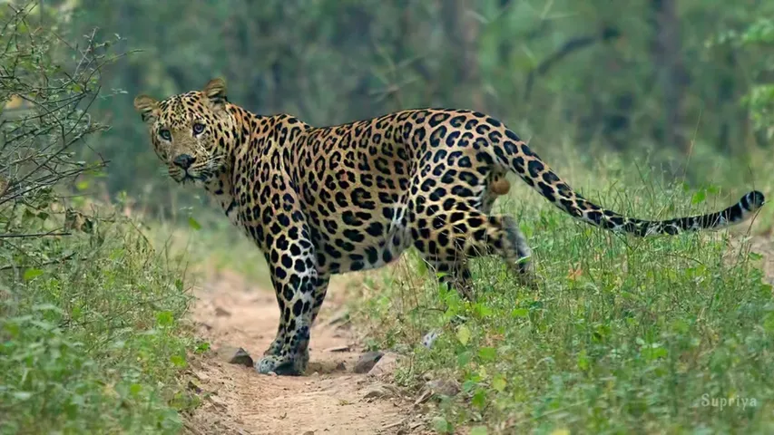 Leopard