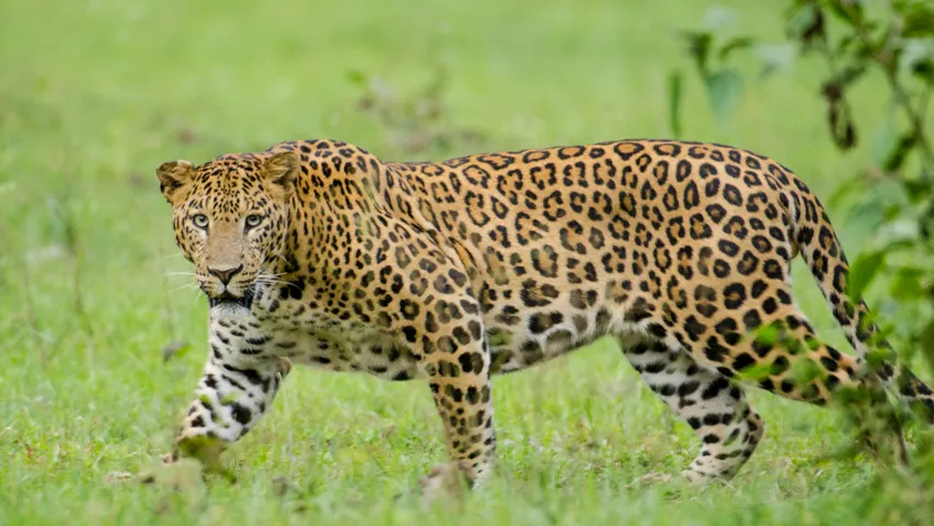 leopards