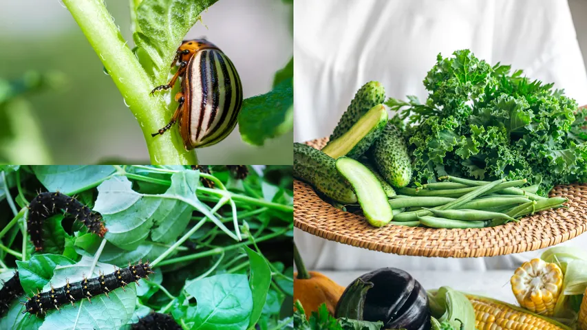 insects vegetables