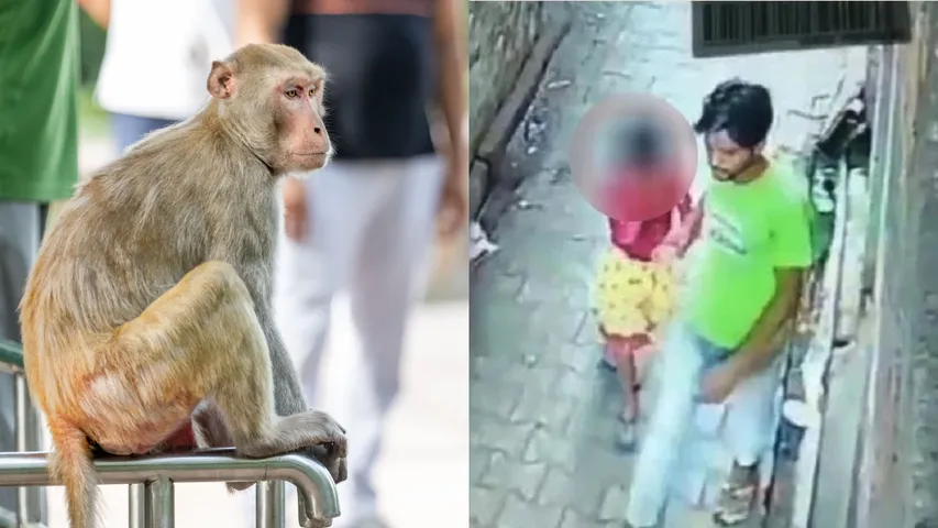 monkey