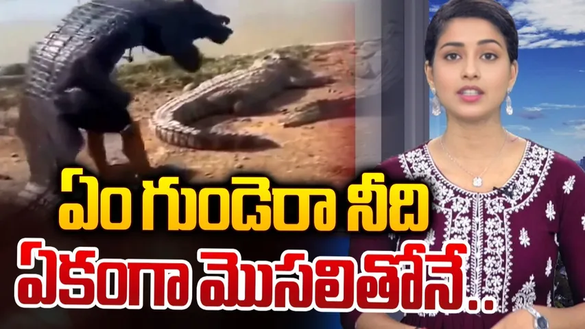 Crocodile viral video 