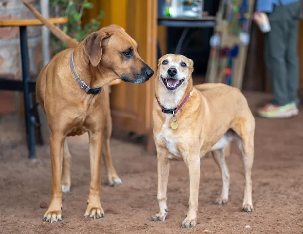 dogs1